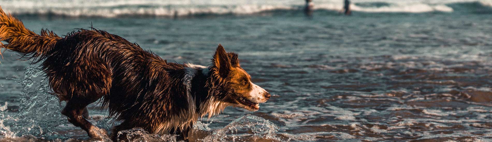 residence vacances animaux martigues